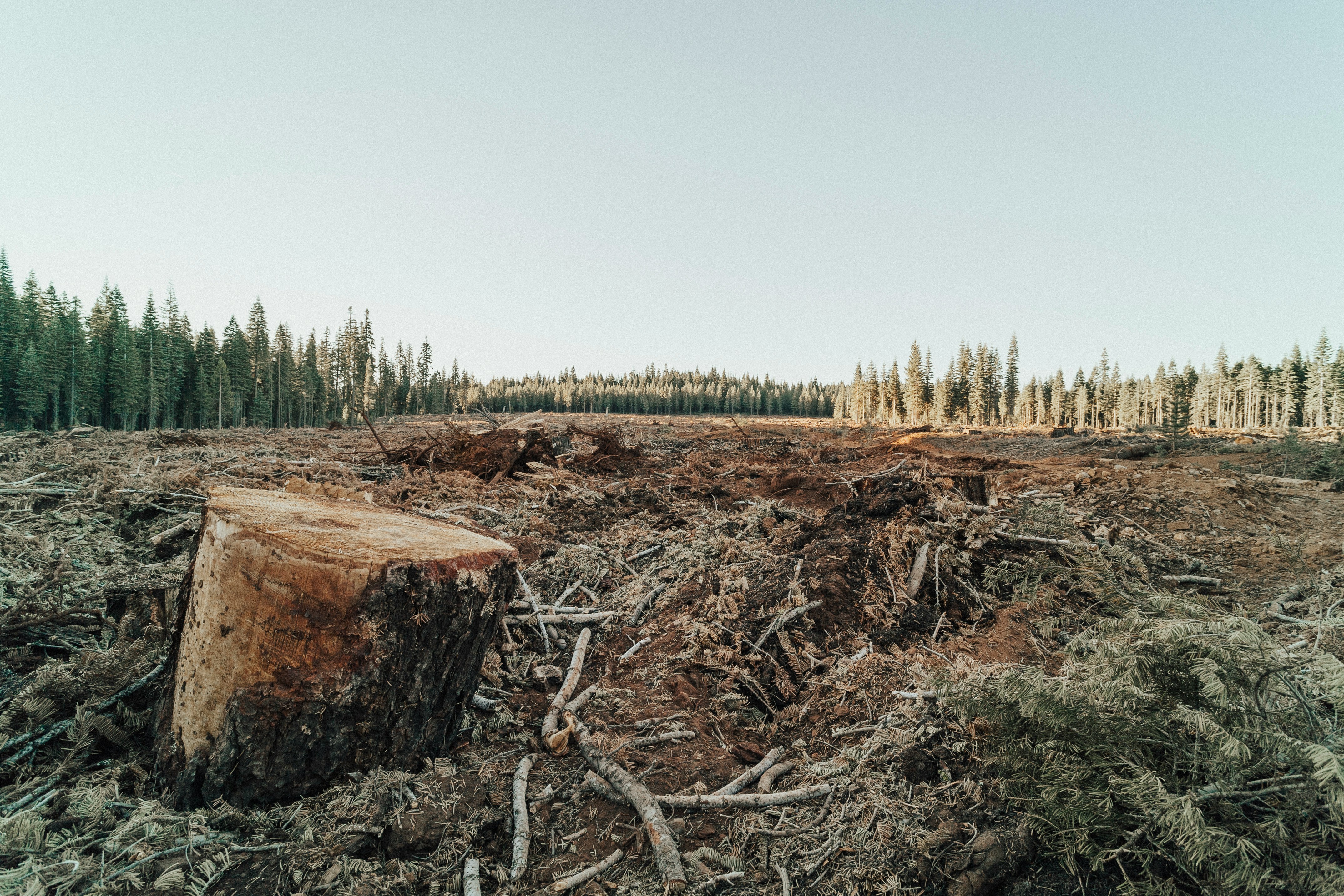 deforestazione