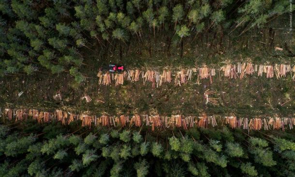 Il Parlamento UE sostiene le modifiche alla legge UE sulla deforestazione
